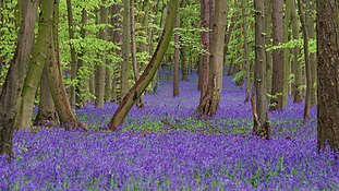 Trees and blossoming bluebells.