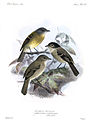 Aphanotriccus capitalis, Empidonax albigularis, Empidonax atriceps