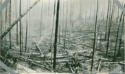 Sherman Creek watershed after the Dollar Mountain Fire