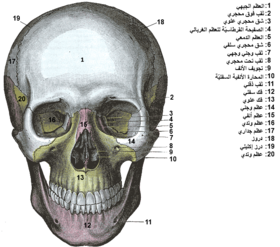 الجمجمة البشريّة، ويظهر عظم الفك السفلِيّ باللون الأرجواني أسفل الصورة.
