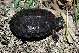 Photographie d'une tortue terrestre.