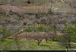 A green field in the Iranian village of Nemahil filled with bare trees. A few people are barely visible on the right side of the image.