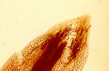 Meloidogyne arenaria L2-aalyjes in wortelpunt van de pinda