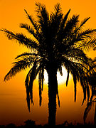 Areka palme in sončni zahod na otoku Minoo v Iranu.