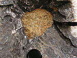 Zaobljen rumen preperel ksenolit peridotita v toku nefelinitske lave (Kaiserstuhl, JZ Nemčija)