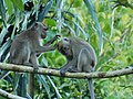 Couple s'épouillant dans la nature (Sumatra, Indonésie).