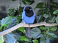 Azure Jay, the state bird of Paraná