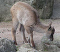 Young Himalayan Tahr