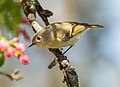 Image 46Ruby-crowned kinglet in Green-Wood Cemetery