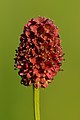 Großer Wiesenknopf (Blutströpfchen)