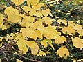 Acer opalus, blada o auró blanc