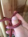 Falconer's knot 3 : End bight scissored between fingers to thumb loop