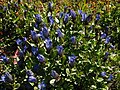 Gentiana calycosa