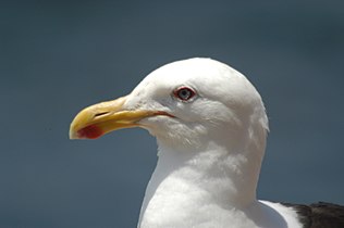 At Concón, Chile