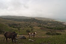 Cattle grazing in a hillside field overlooking Rivière Cocos.