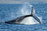 Photo of humpback tail slaping at the surface. Rest of body underwater