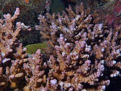 Acropora solitaryensis