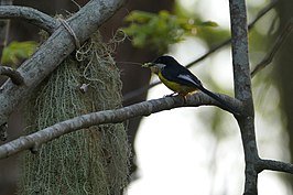 Witvleugelapalis