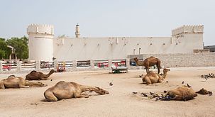 Lạc đà bên cạnh pháo đài Al Koot, một trong những địa điểm lịch sử của Qatar.