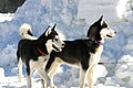 Husky, raça enduranta adaptada ai condicions polaras.