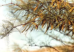 Prosopis chilensis.