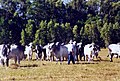 Brahman bulls in a paddock, Tipperary Station, NT