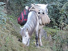 Poney gris portant des sacs et un chevreau sur son dos.