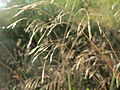 Wavy hair-grass