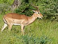 Mâle (Parc national Kruger, Afrique du Sud).