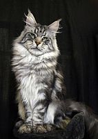 A black silver blotched tabby male