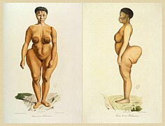 Sawtche (dite Sarah Saartjie Baartman), étudiée comme Femme de race Bôchismann, Histoire Naturelle des Mammifères, tome II, Cuvier, Werner, de Lasteyrie.jpg