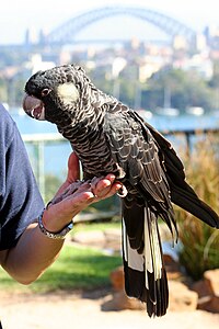 Larĝbeka kaliptorinko kun bestohelpisto en Bestoĝardeno Taronga, Sidnejo