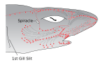 Exemplo de distribuição das ampolhas de Lorenzini