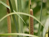 Typha angustata