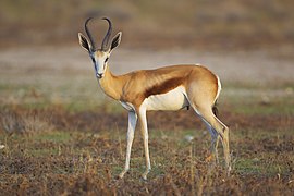 Gazelle dans une savane.