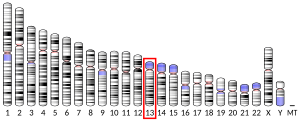 Chromosome 13 (human)