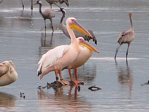 Pelecanus onocrotalus