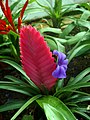 Tillandsia cyanea