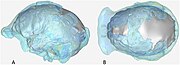 (A,B) Digitally reconstructed skull sides