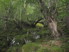 Oceanic forest in Kinn Municipality, Vestland