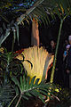 Amorphophallus titanum flower at Muttart, 2015