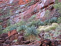 MacDonnell Ranges Cycad (Macrozamia macdonnellii) in Cycad Gorge, Finke Gorge National Park, NT