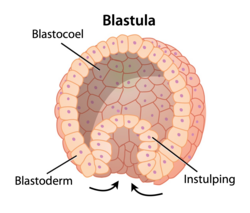 De blastula, een vroeg stadium van de dierlijke embryonale ontwikkeling, stulpt in en vormt daarbij een binnen- en een buitenlaag (endoderm en ectoderm).