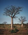 Australischer Baobab (Adansonia gregorii)