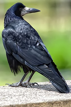 Råge, Corvus frugilegus