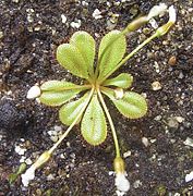 Drosera bulbosa