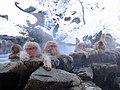 Japanese macaques enjoying a roten-buro open-air onsen at Jigokudani Monkey Park