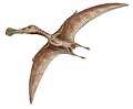 Ornithocheirus, veliki ornithocheiridni pterosaur iz rane krede, Engleska