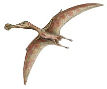 Ornithocheirus (Pterosauria)