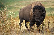 Bison bison (Amerikoansche bizong)